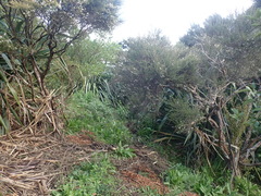 Haloragis erecta erecta