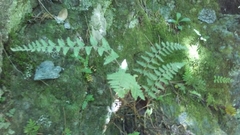 Myriopteris tomentosa image