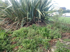 Haloragis erecta erecta