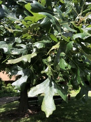 Quercus macrocarpa