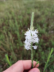 Oenothera glaucifolia