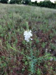 Oenothera glaucifolia