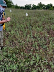 Oenothera glaucifolia