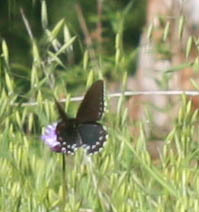 Battus philenor hirsuta