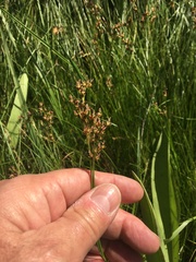 Juncus gerardi