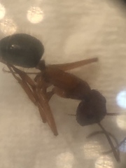 Image of Camponotus floridanus