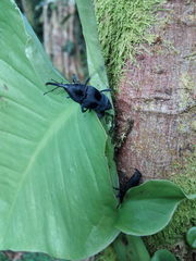 Cactophagus pruinosus