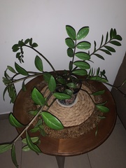 Zamioculcas