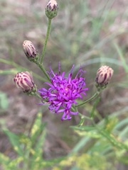 Vernonia texana