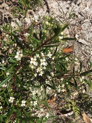 Zieria laxiflora