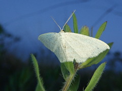 Scopula quinquelinearia