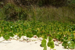 Corona de santa