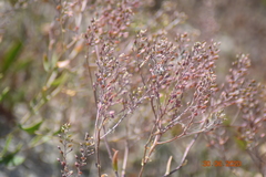 Lepidium cartilagineum