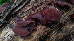 Auricularia