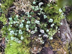Cladonia carneola