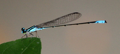 Acanthagrion quadratum