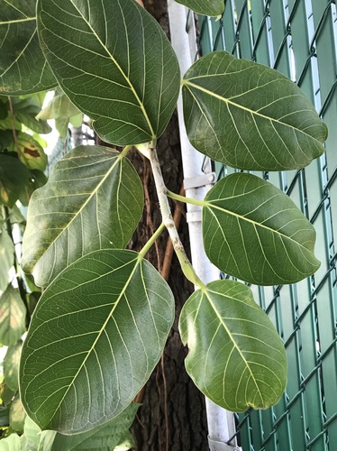 Ficus altissima