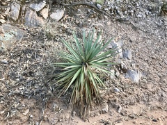 Yucca madrensis