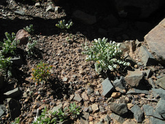 Albuca concordiana