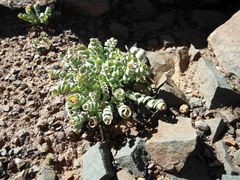 Albuca concordiana