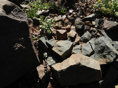 Albuca concordiana