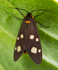 Dysauxes famula