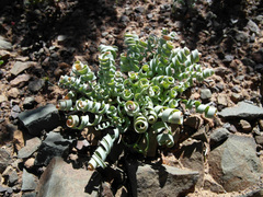 Albuca concordiana