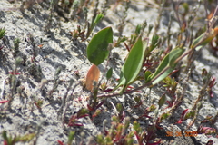 Lepidium cartilagineum