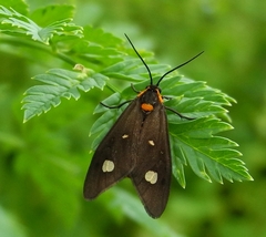 Dysauxes famula