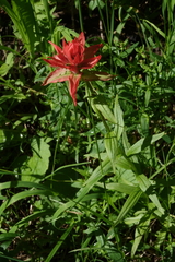 Castilleja rhexiifolia