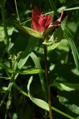 Castilleja rhexiifolia