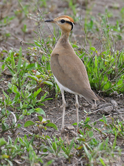 Cursorius temminckii