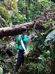 Phlegmariurus funiformis