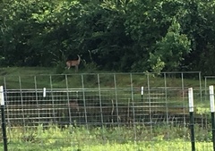 Odocoileus virginianus texanus