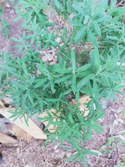 Lavandula dentata