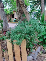 Lavandula dentata