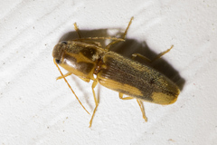 Conoderus vespertinus