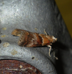 Acrobasis repandana