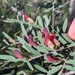 Bossiaea rupicola - Photo (c) William Arnold, algunos derechos reservados (CC BY-NC), subido por William Arnold