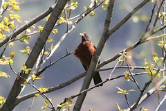 Turdus rubrocanus