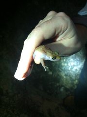 Eleutherodactylus marnockii