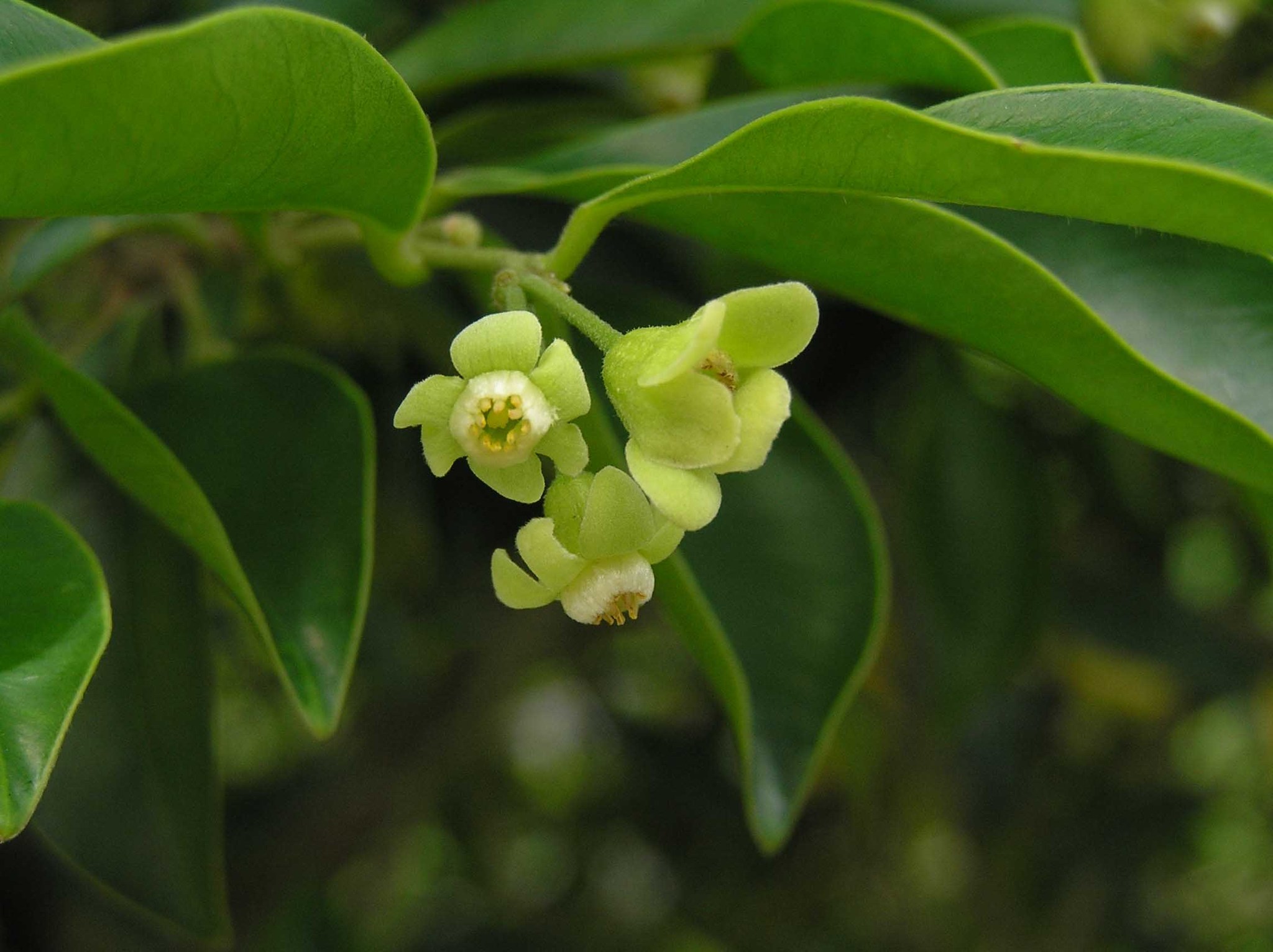 Aquilaria sinensis