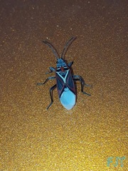 Anochrostomus formosus