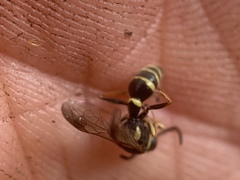 Psammaletes mexicanus