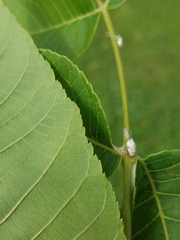 Clastoptera obtusa