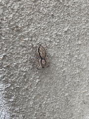 Menemerus bivittatus