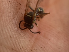 Psammaletes mexicanus