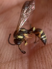 Psammaletes mexicanus
