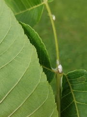 Clastoptera obtusa