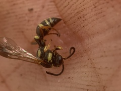 Psammaletes mexicanus